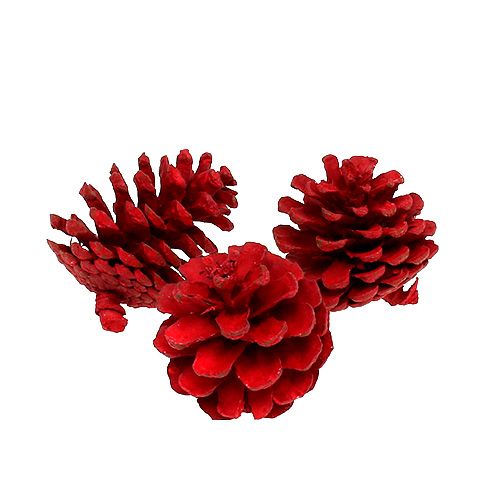 Floristik24 Conos de pino negro rojo 50pcs