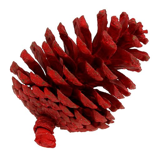 Floristik24 Piñas de pino negro rojo 50 uds.