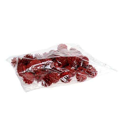Floristik24 Piñas de pino negro rojo 50 uds.