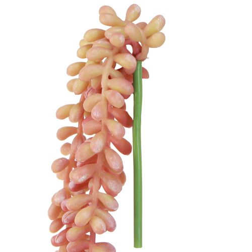 Artículo Sedum 'Rubin' planta colgante – suculenta decorativa, de fácil cuidado 43cm 3 uds.