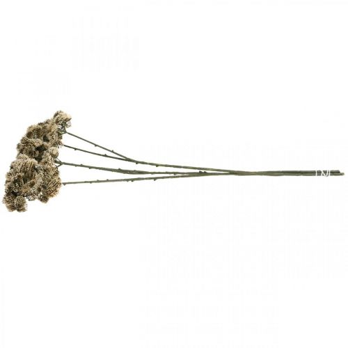 Artículo Sedum flor artificial sedum crema flor decoración otoño 70cm 3pcs