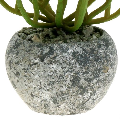 Floristik24 Plantas artificiales en maceta Artificial Succulent Green H15cm