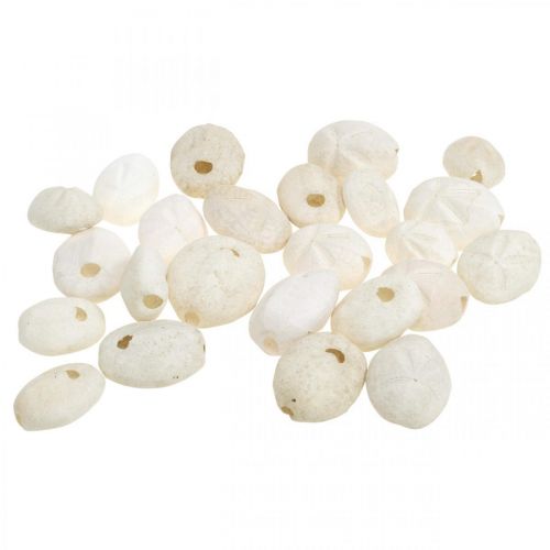 Floristik24 Erizo de mar blanco, decoración natural marítima 4cm-6cm 25uds