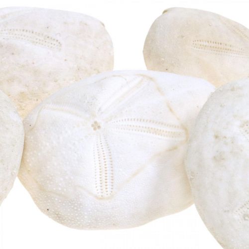 Artículo Erizo de mar blanco, decoración natural marítima 4cm-6cm 25ud