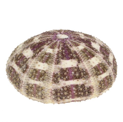 Floristik24 Mix de erizos de mar verde-morado 9uds