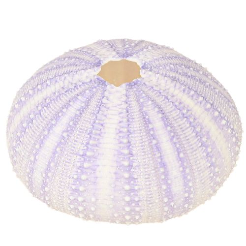 Artículo Carcasa de concha de erizo de mar en blanco-violeta Ø4-6cm 12uds