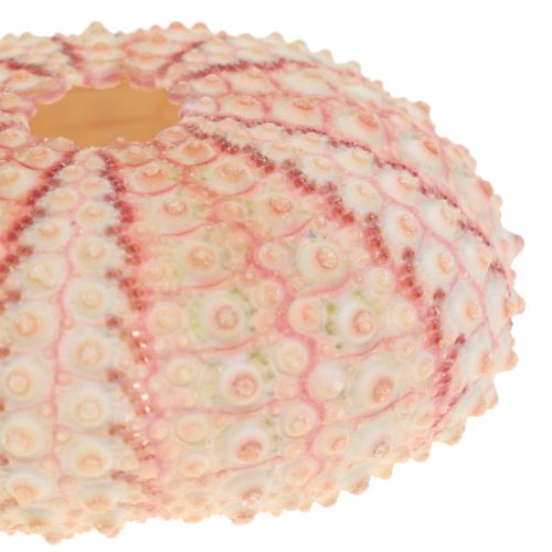 Artículo Erizo de Mar Decoración Marítima Rosa 36uds