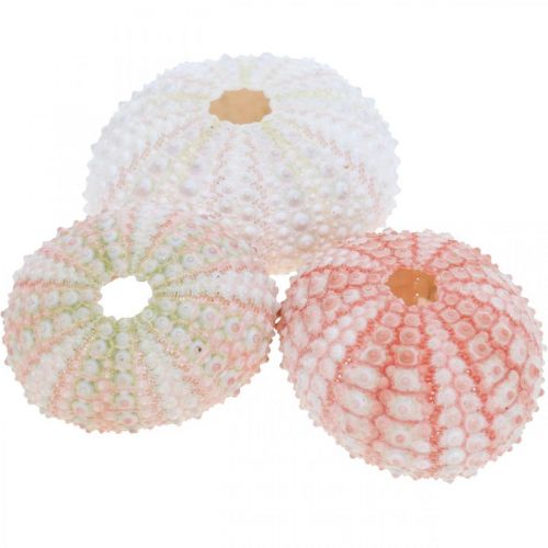 Floristik24 Decoración de erizo de mar rosa marítimo, blanco, verde decoración de verano 12 piezas
