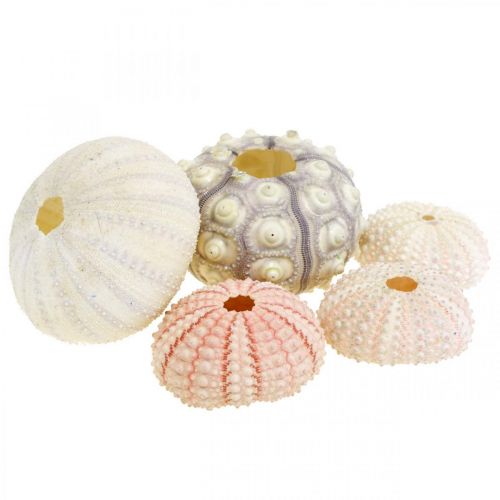 Decoración marítima mezcla de erizos de mar rosa, blanco, verde caja de 20 piezas