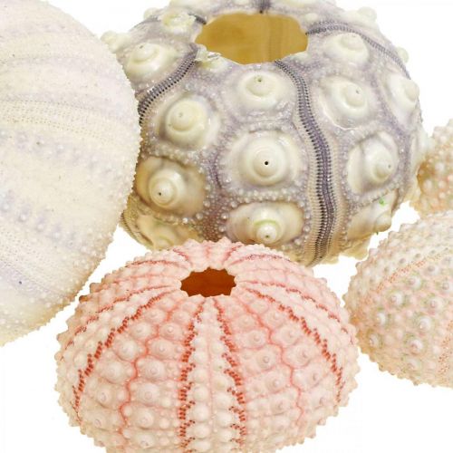 Floristik24 Decoración marítima mezcla de erizos de mar rosa, blanco, verde caja de 20 piezas