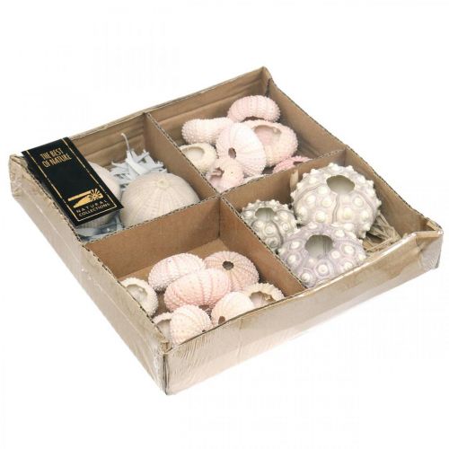 Floristik24 Decoración marítima mezcla de erizos de mar rosa, blanco, verde caja de 20 piezas