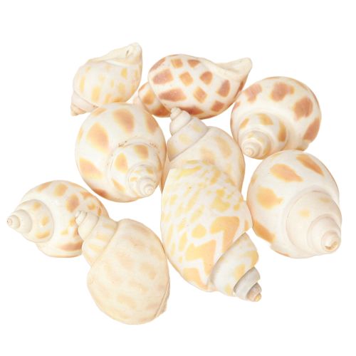 Floristik24 Caracoles de mar conchas naturales de caracol marítimo 2–4 cm 300 g