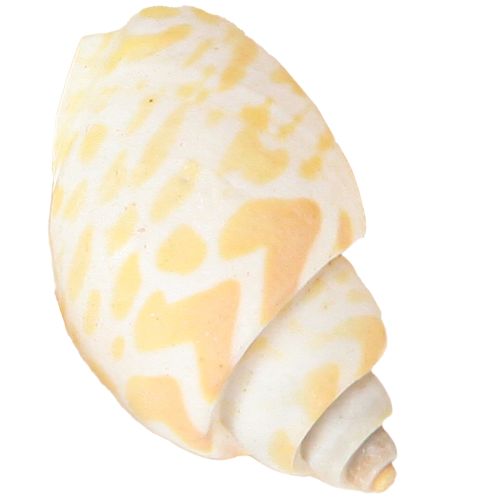 Artículo Caracoles de mar conchas naturales de caracol marítimo 2–4 cm 300 g