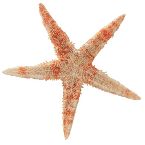 Artículo Estrellas de mar decoración natural colores naturales marítimos Ø6,5–8cm 100 uds
