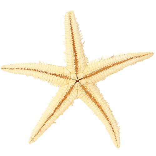 Artículo Estrellas de mar decoración natural colores naturales marítimos Ø6,5–8cm 100 uds