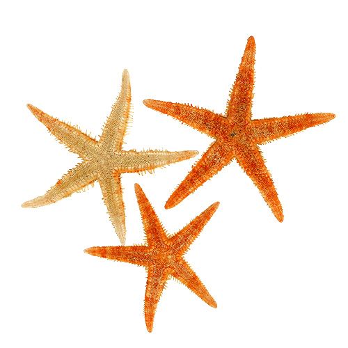 Floristik24 Estrella de mar seca 8cm - 10cm 10uds