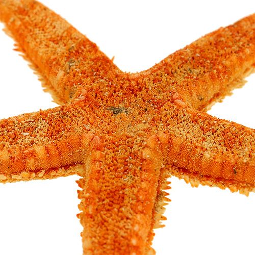 Floristik24 Estrella de mar seca 8cm - 10cm 10uds