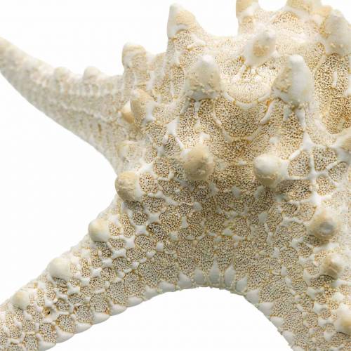 Floristik24 Estrella de mar natural 12-16cm 8uds