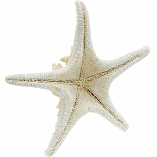 Floristik24 Estrella de mar natural 12-16cm 8uds