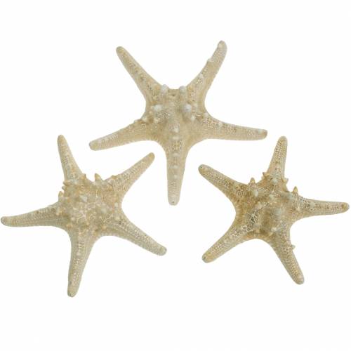 Floristik24 Estrella de mar natural 12-16cm 8uds