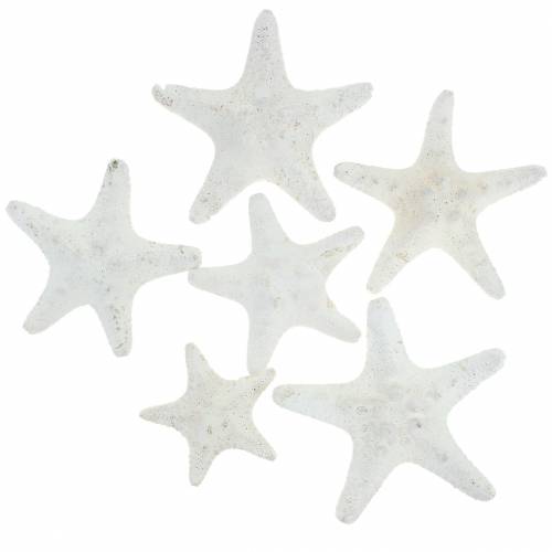 Floristik24 Perillas estrella de mar blanco 30pcs