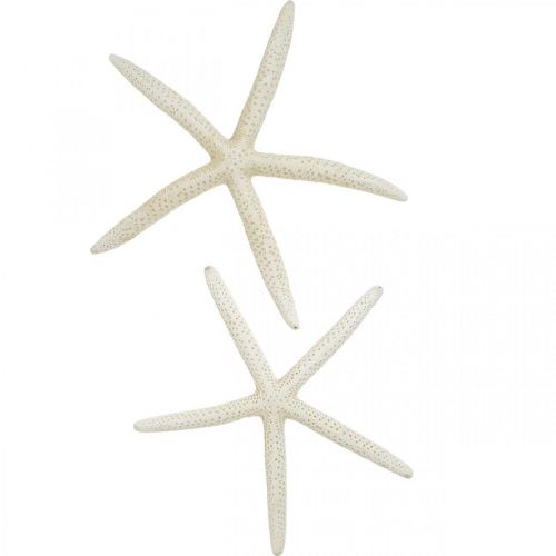 Artículo Decoración de estrella de mar blanca, decoración de mar 15-17cm 10ud
