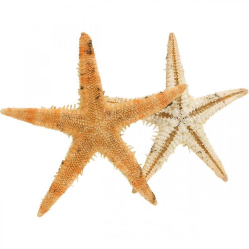 Artículo Estrella de mar dispersión decoración hogar deco mini estrella de mar naturaleza 2-4cm 50p