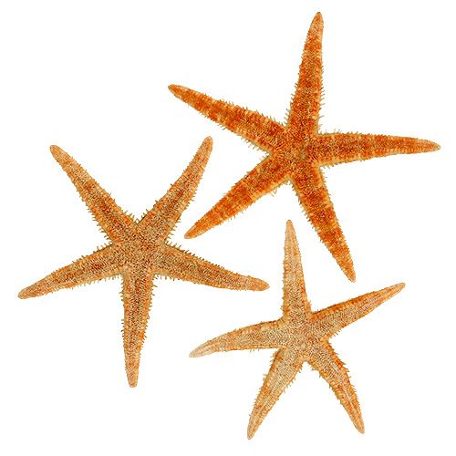Floristik24 Mezcla de estrellas de mar 8cm - 10cm 50p