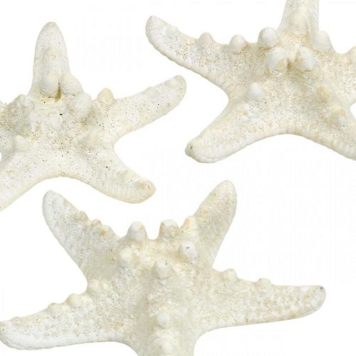 Artículo Decoración de estrellas de mar blancas, estrellas de mar secas para manualidades, 7-11 cm, 15 unidades