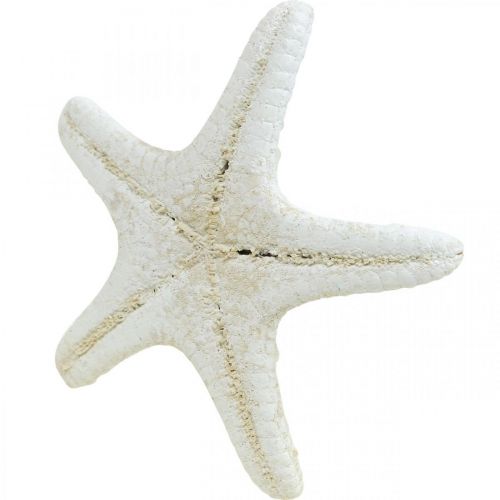 Artículo Decoración de estrellas de mar blancas, estrellas de mar secas para manualidades, 7-11 cm, 15 unidades