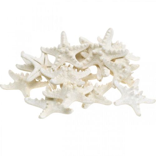 Floristik24 Decoración de estrellas de mar blancas, estrellas de mar secas para manualidades, 7-11 cm, 15 unidades