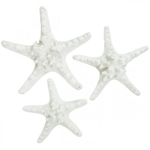 Artículo Decoración de estrella de mar estrella de mar grande seca con tachuelas blancas 15-18cm 10ud