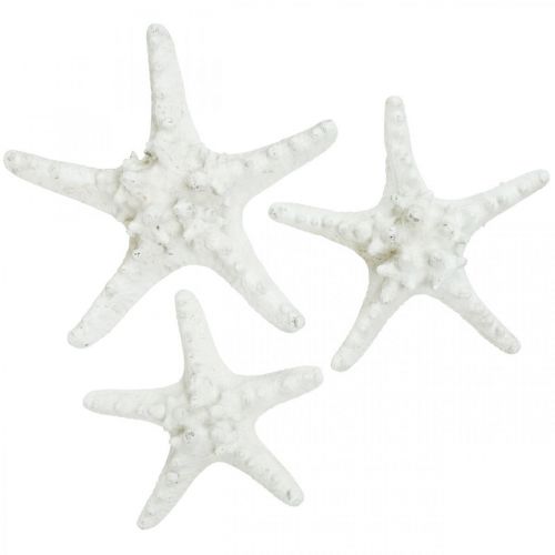 Artículo Decoración de estrella de mar estrella de mar grande seca con tachuelas blancas 15-18cm 10 piezas