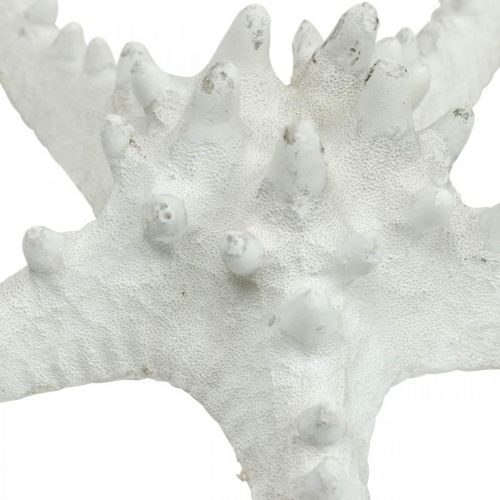 Artículo Decoración de estrella de mar estrella de mar grande seca con tachuelas blancas 15-18cm 10 piezas