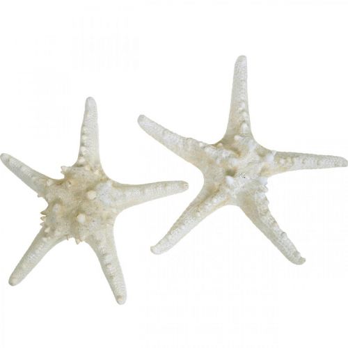 Deco estrella de mar estrella de mar con nudos blanca seca grande 19-26cm 5pcs
