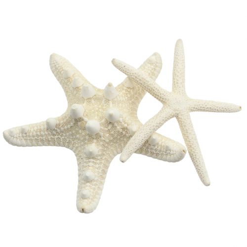 Floristik24 Crema estrella de mar 8cm - 10cm 8pcs