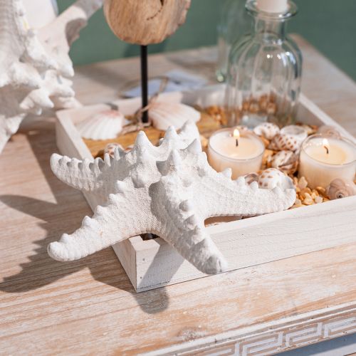 Floristik24 Decoración de estrella de mar estrella de mar grande seca con tachuelas blancas 15-18cm 10 piezas