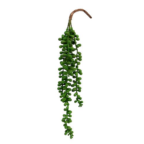 Floristik24 Percha Senecio 36cm verde
