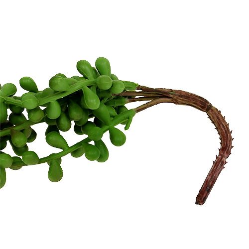 Floristik24 Percha Senecio 75cm verde