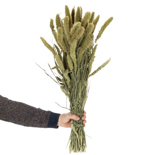 Artículo Flores secas de mijo cerda (Setaria) para accesorios rústicos y elegantes para el hogar, 75 cm, 220 g