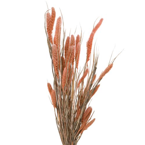 Floristik24 Setaria cerdas mijo decoración seca salmón 69cm 70-75g x 2ud
