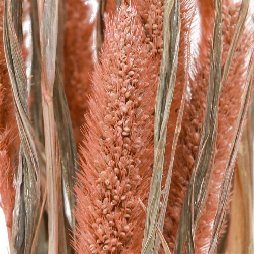 Artículo Setaria cerdas mijo decoración seca salmón 69cm 70-75g x 2ud