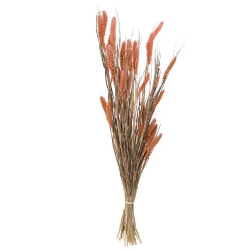 Artículo Setaria cerdas mijo decoración seca salmón 69cm 70-75g x 2ud