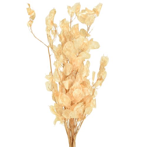 Hoja de plata seca Lunaria Champagne 65-70cm 20g