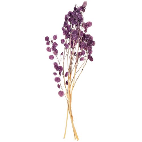 Artículo Hoja plateada seca Lunaria luna violeta púrpura 65-70cm 20g