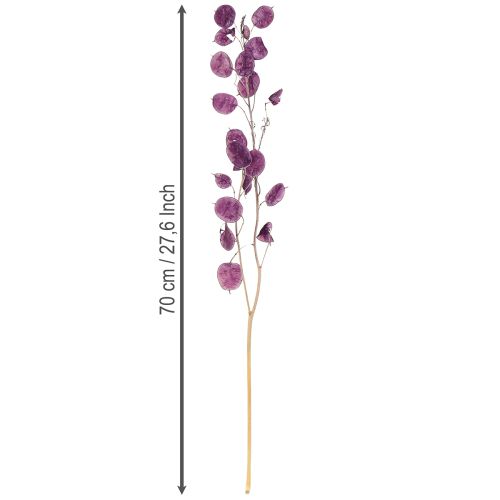 Artículo Hoja plateada seca Lunaria luna violeta púrpura 65-70cm 20g