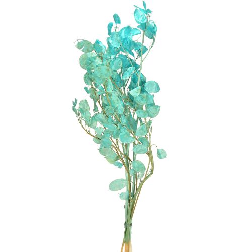Hoja de plata seca Lunaria azul claro 65-70cm 20g