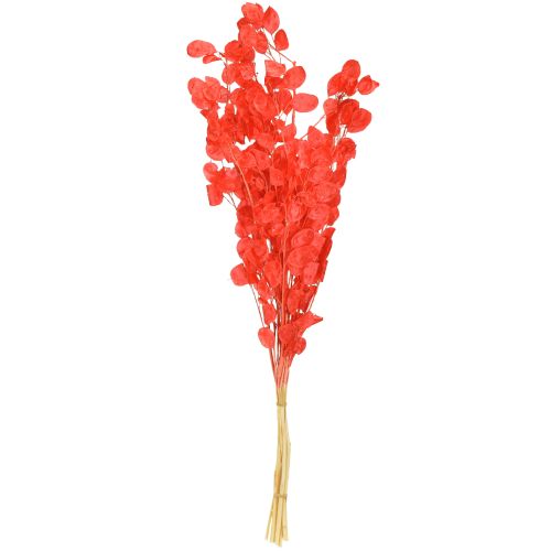 Artículo Hoja plateada seca Lunaria roja 65-70cm 20g