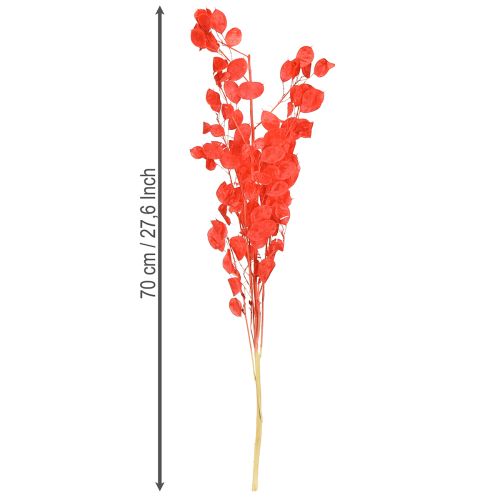 Artículo Hoja plateada seca Lunaria roja 65-70cm 20g