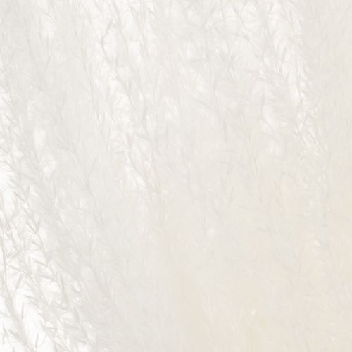 Artículo Flores secas, hierba plateada. Elegante decoración natural para el hogar y la oficina. 70 cm, 10 unidades.